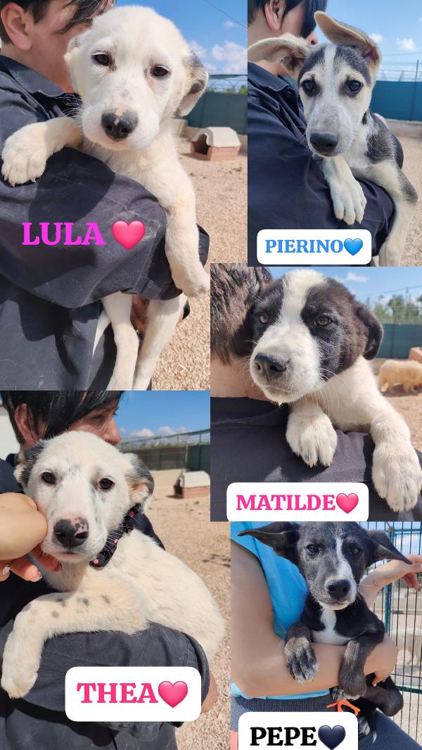 🌸🐾Pierino splendido cucciolo cerca famiglia 🌸🐾🏠💕 Foto 4